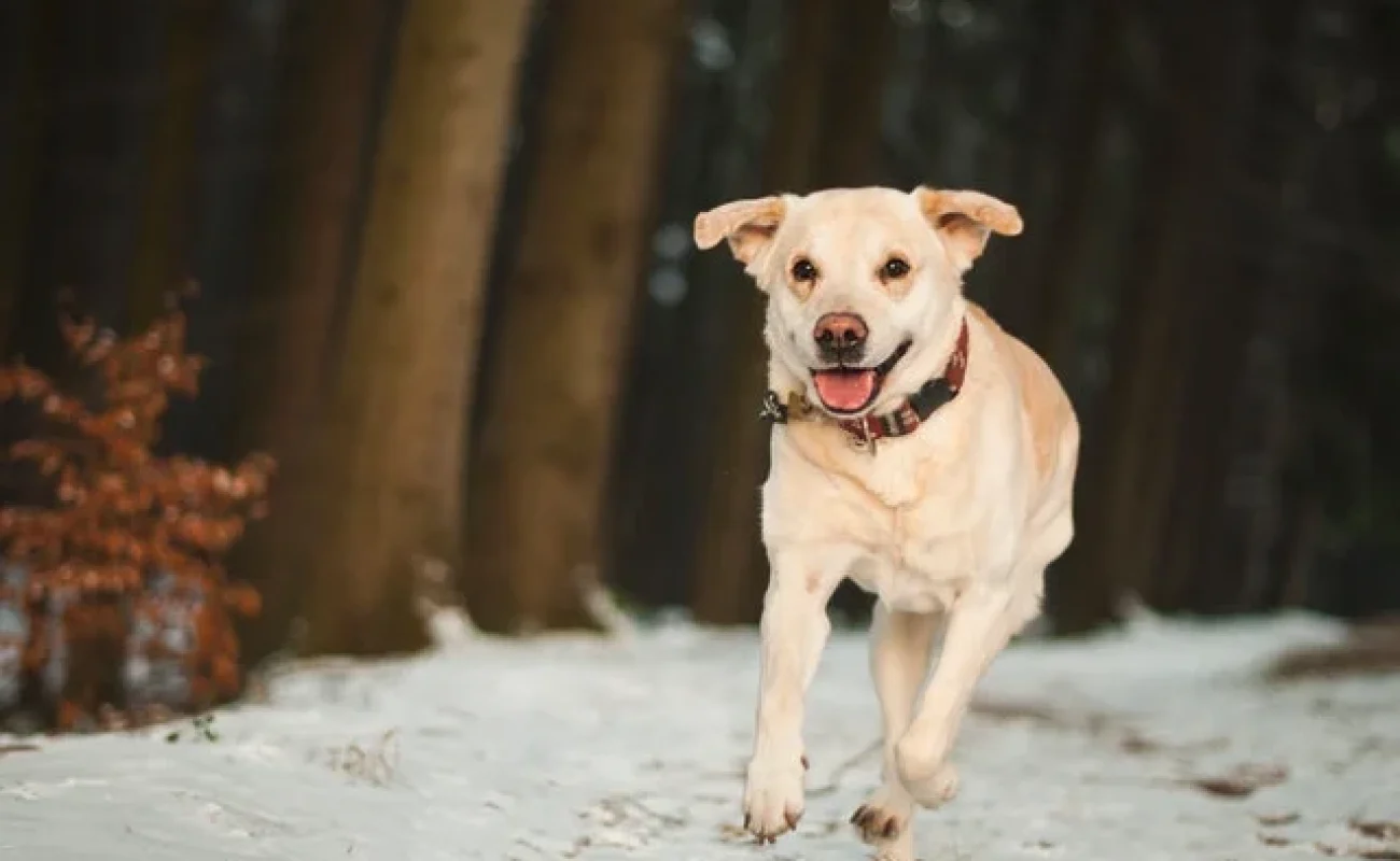 Heb jij een ADHD hond of hyperactieve hond?