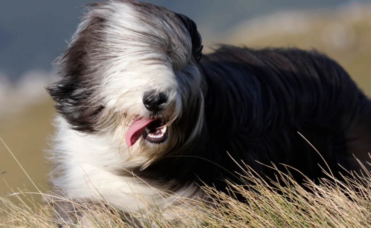 Hondenrassen: Bearded Collie