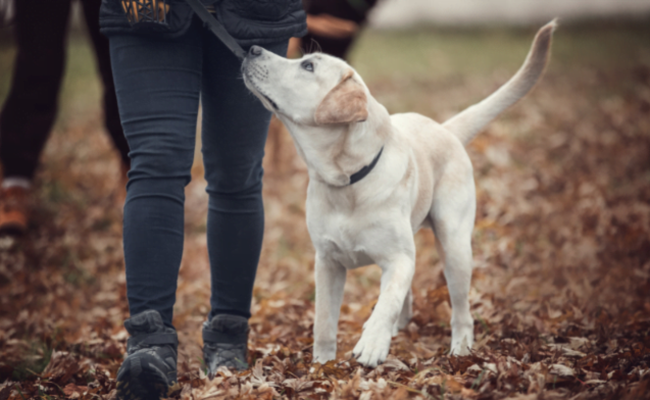 Honden leren contextgebonden