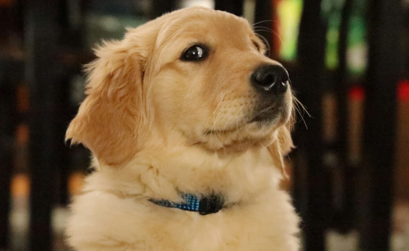 Controle loslaten bij je hond: waarom anticiperen beter werkt