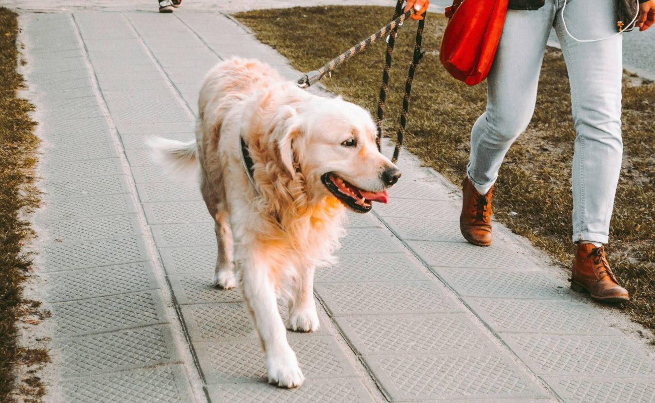 Is jouw dagelijkse wandeling met je hond ontspannen?