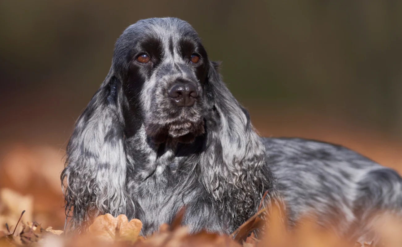 Hondenrassen: Engelse Cocker Spaniël 