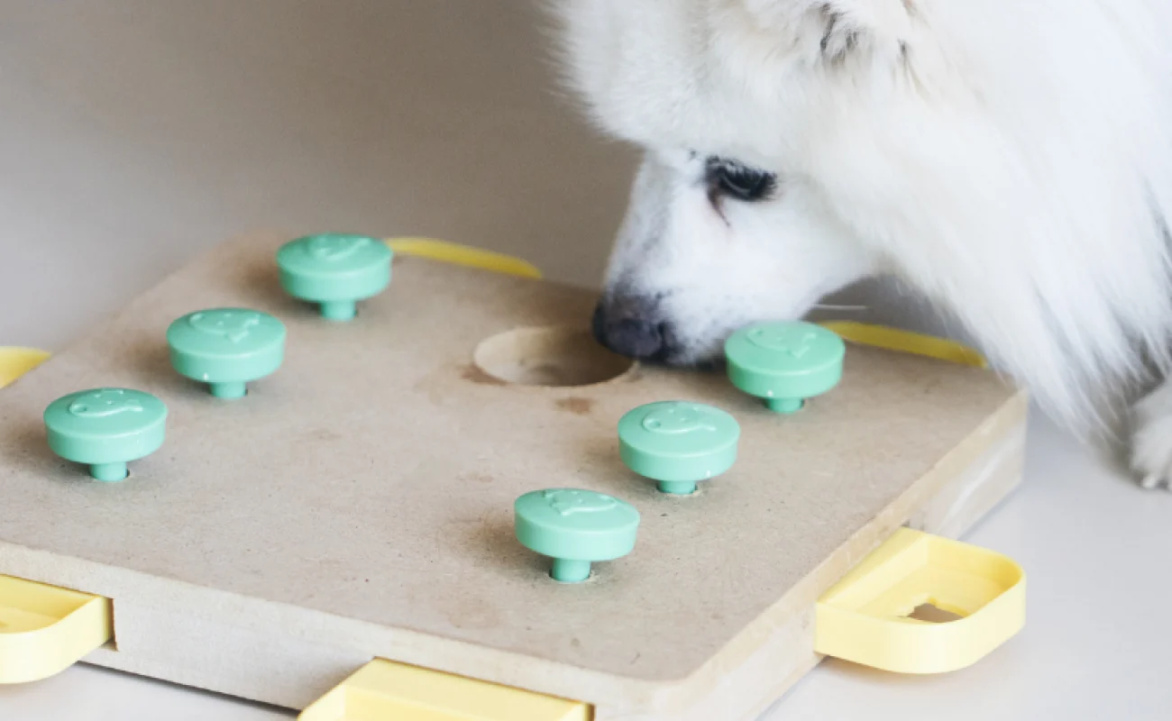 Wat zijn hersenwerkjes voor honden?