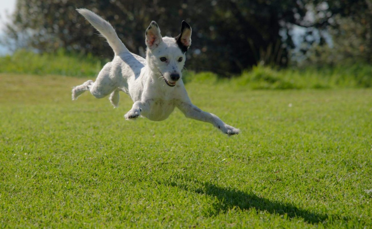 Hoeveel beweging heeft een hond nodig?