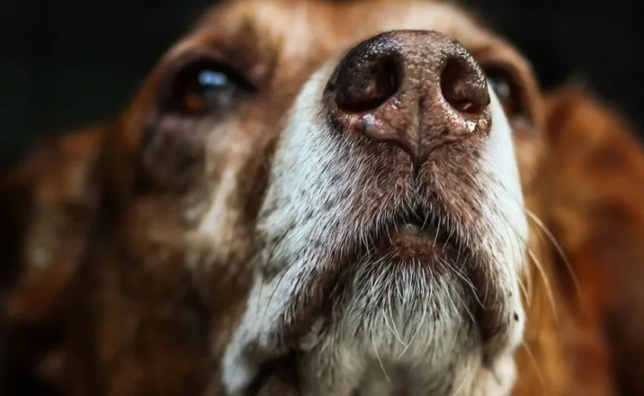 8 homeopathische middelen voor vuurwerkangst bij honden