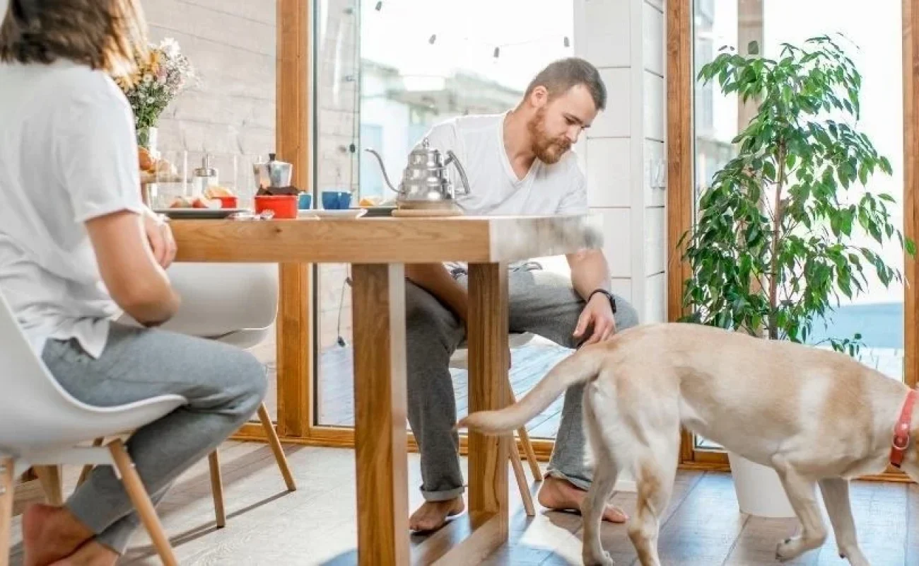 Mijn hond is druk bij bezoek