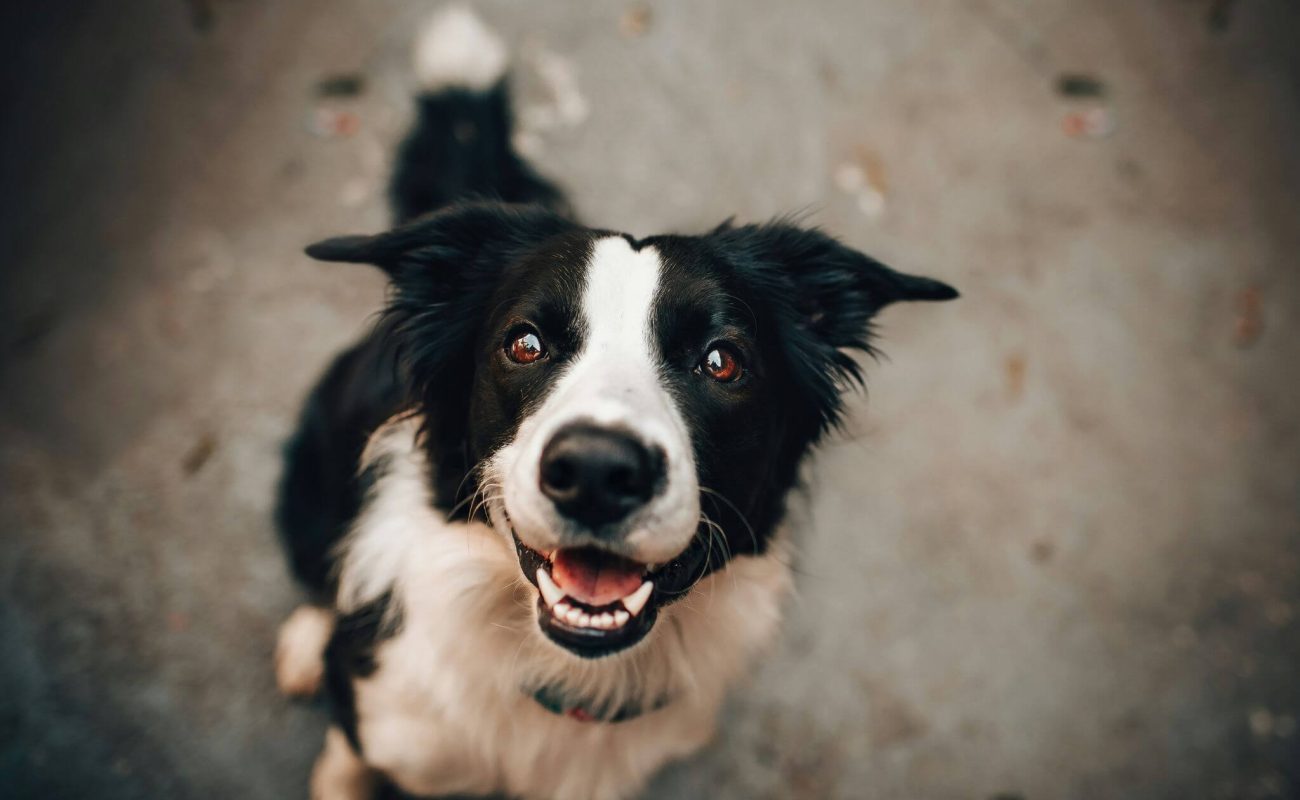 Mijn hond is druk bij visite: wat nu?