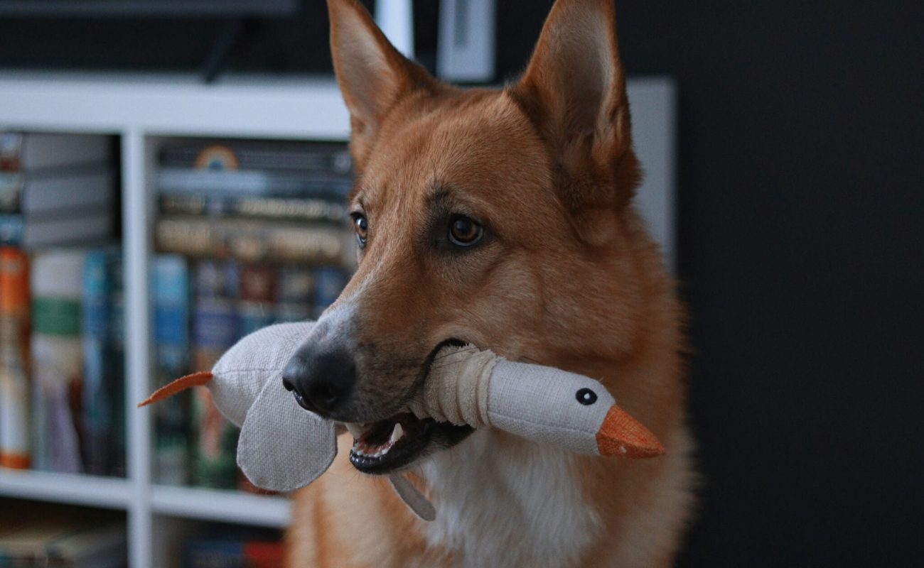 Wat als je hond ganzenpoep eet?