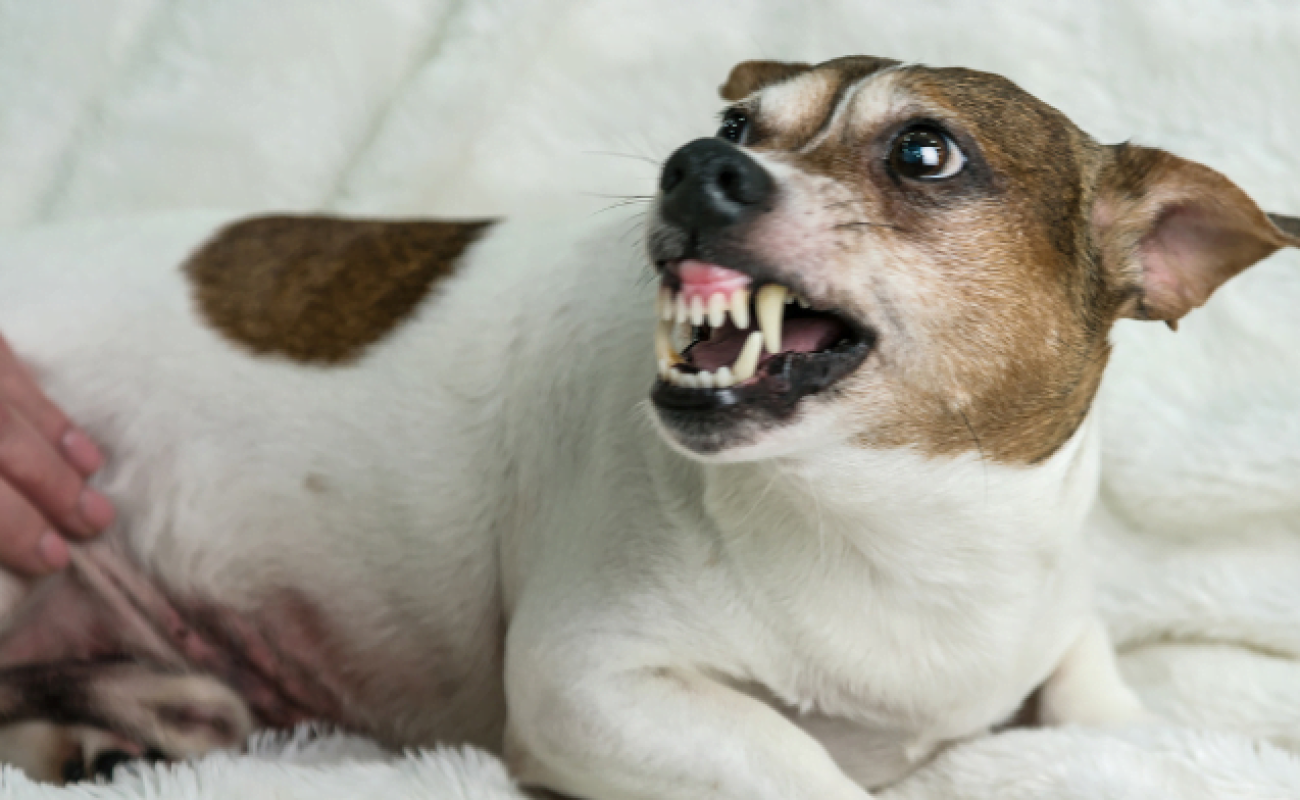 Hond gromt als ik hem aai