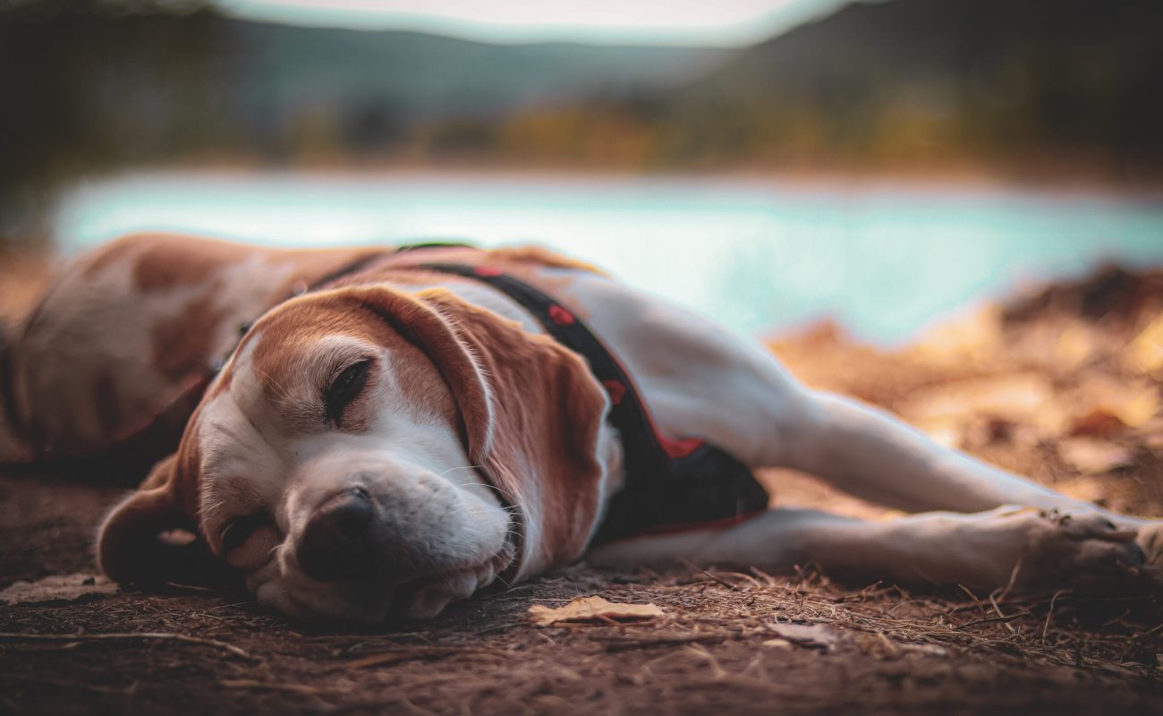 Hond helpen reguleren