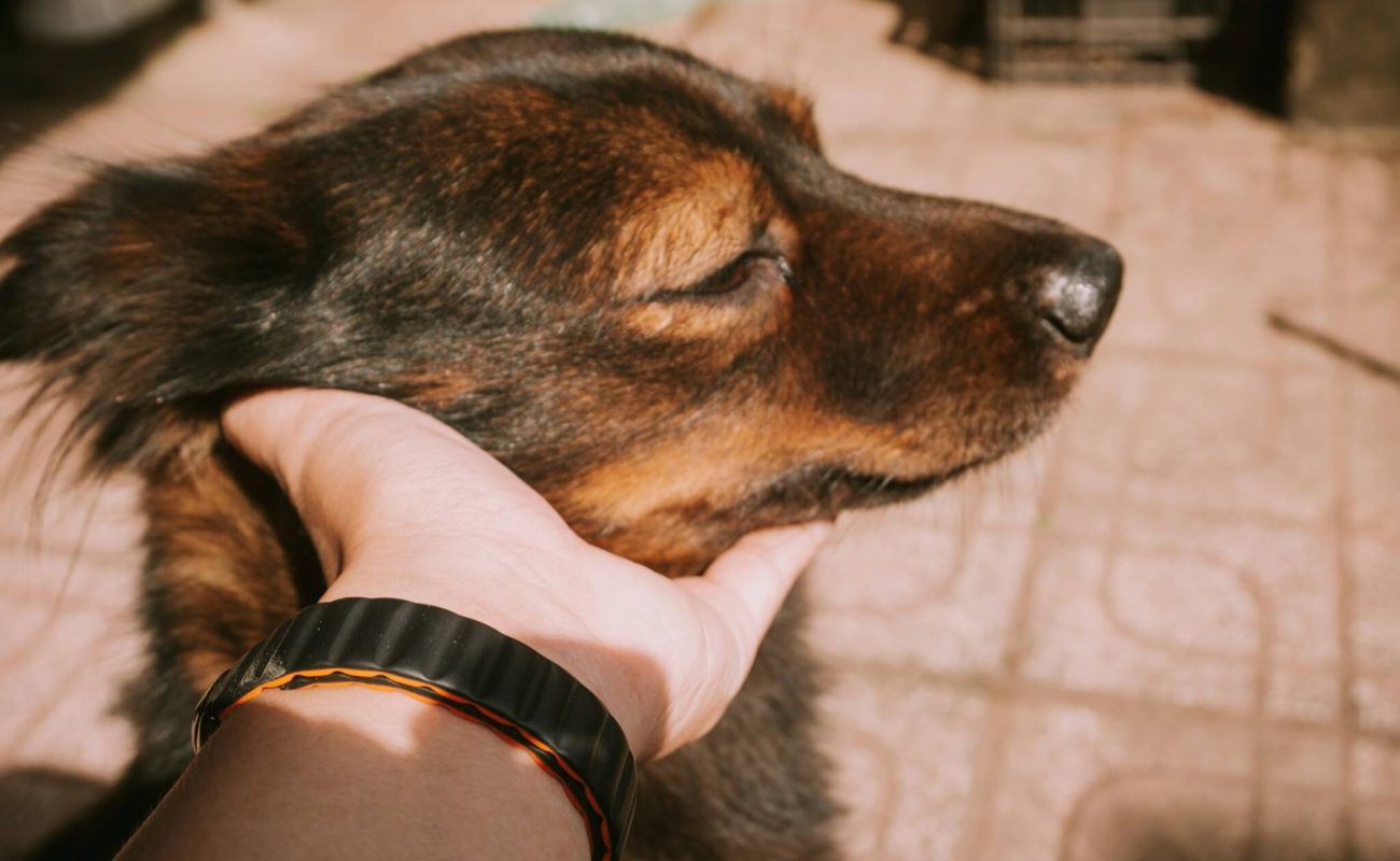 Mijn hond is hooggevoelig: kan dat eigenlijk wel?