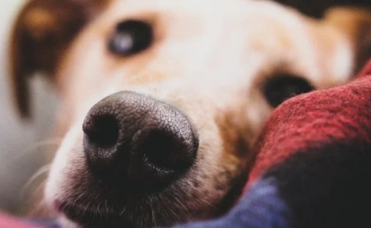 Mijn hond is heel aanhankelijk