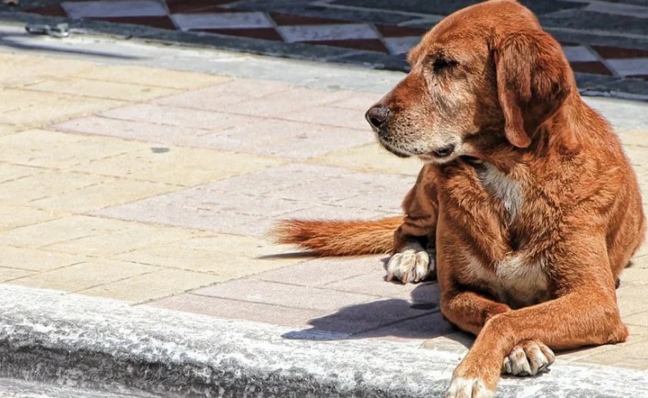 Je hond is geen robot (over nuances en zwart-wit denken) Je hond is geen robot (over nuances en zwart-wit denken)