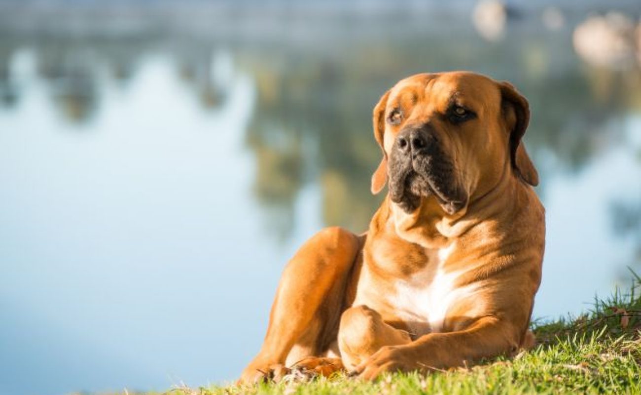 Hond laten castreren