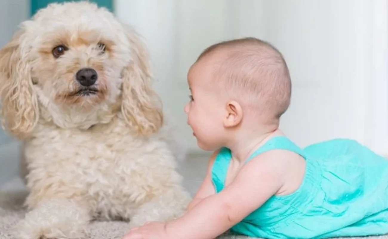 Hond laten wennen aan baby: hoe doe je dit?