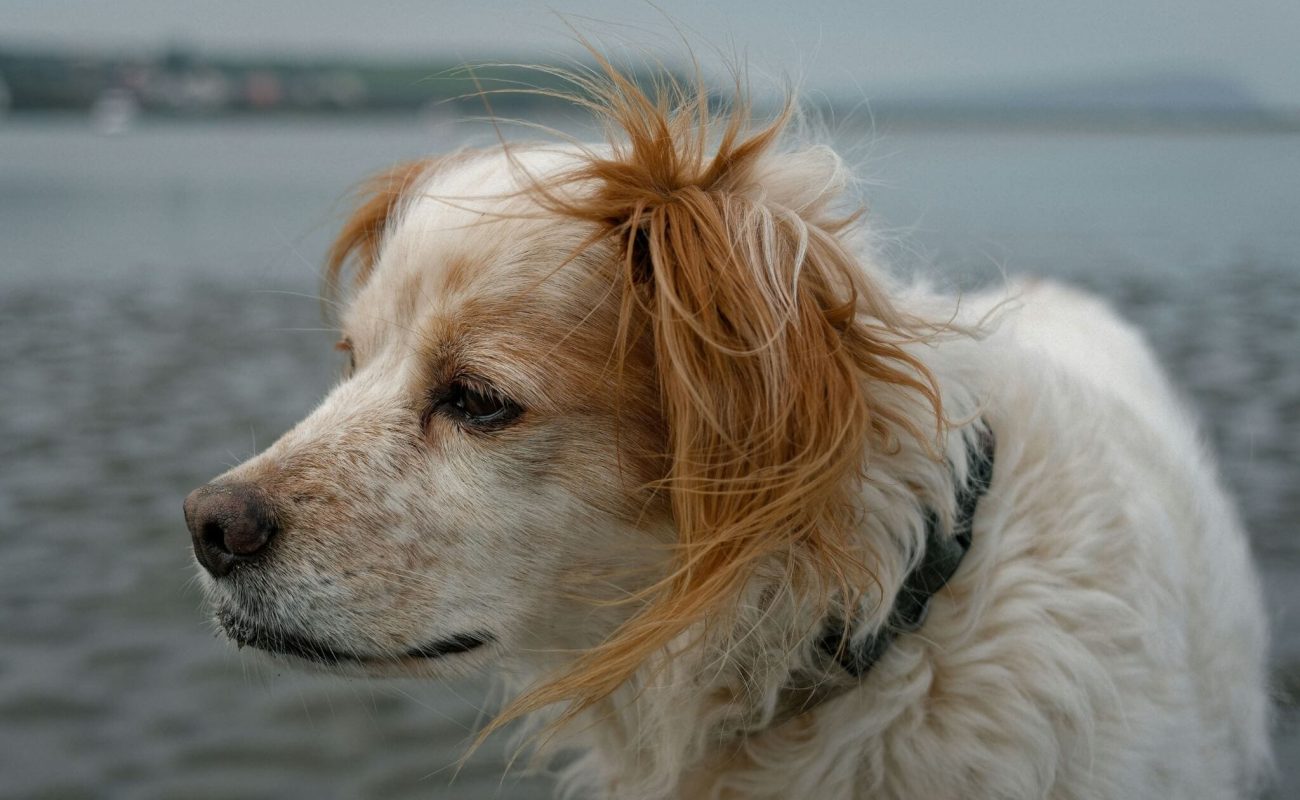 Je hond leren begrijpen: waarom dat essentieel is
