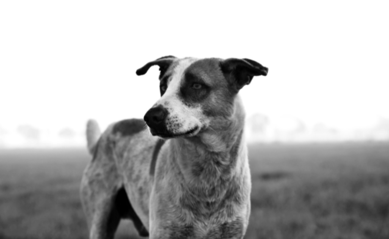 Hond reageert op elk geluid