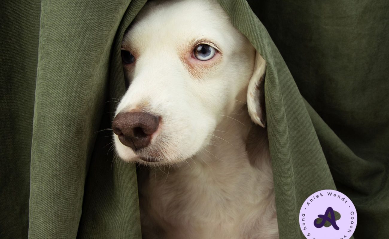 Hond voorbereiden op oud en nieuw