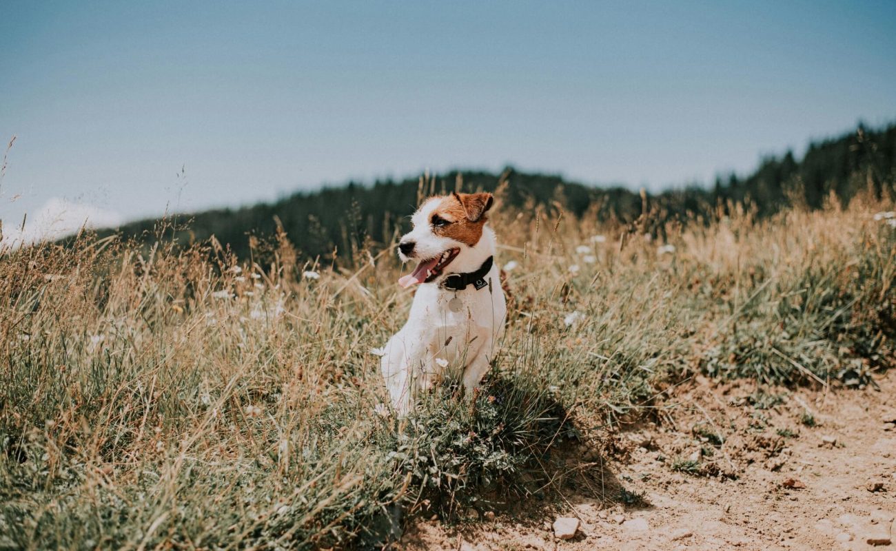 Onze honden zijn werkloos: wat is het probleem?