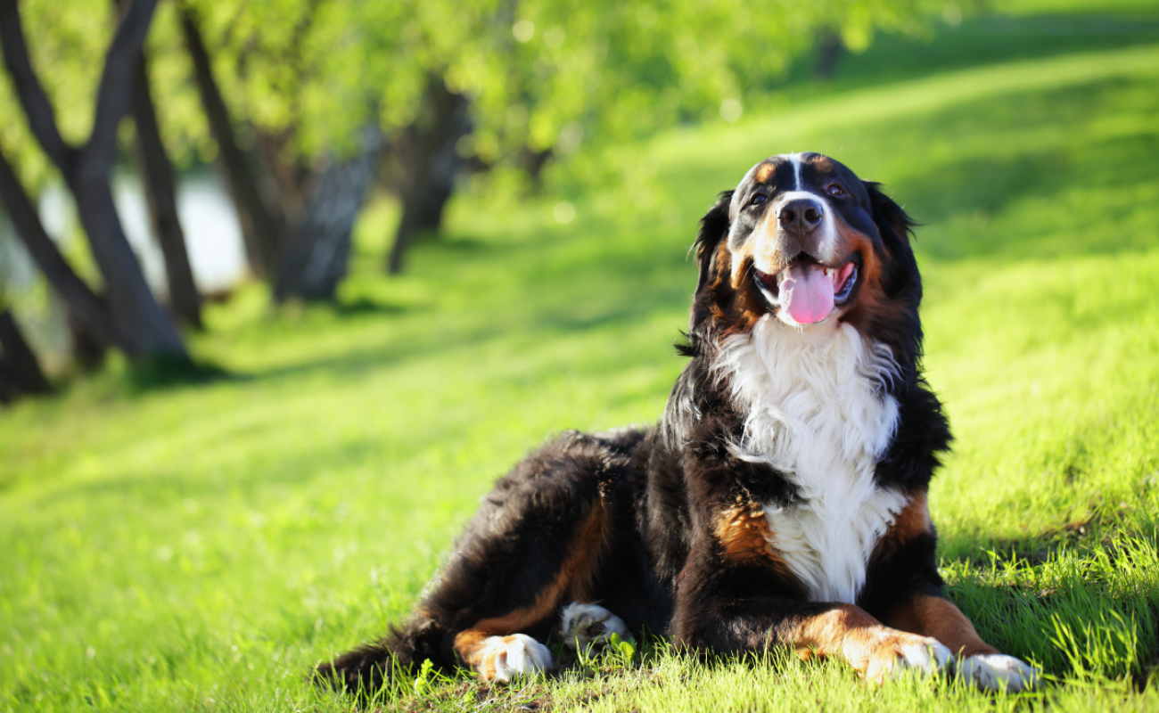 Hondenrassen: Berner Sennen