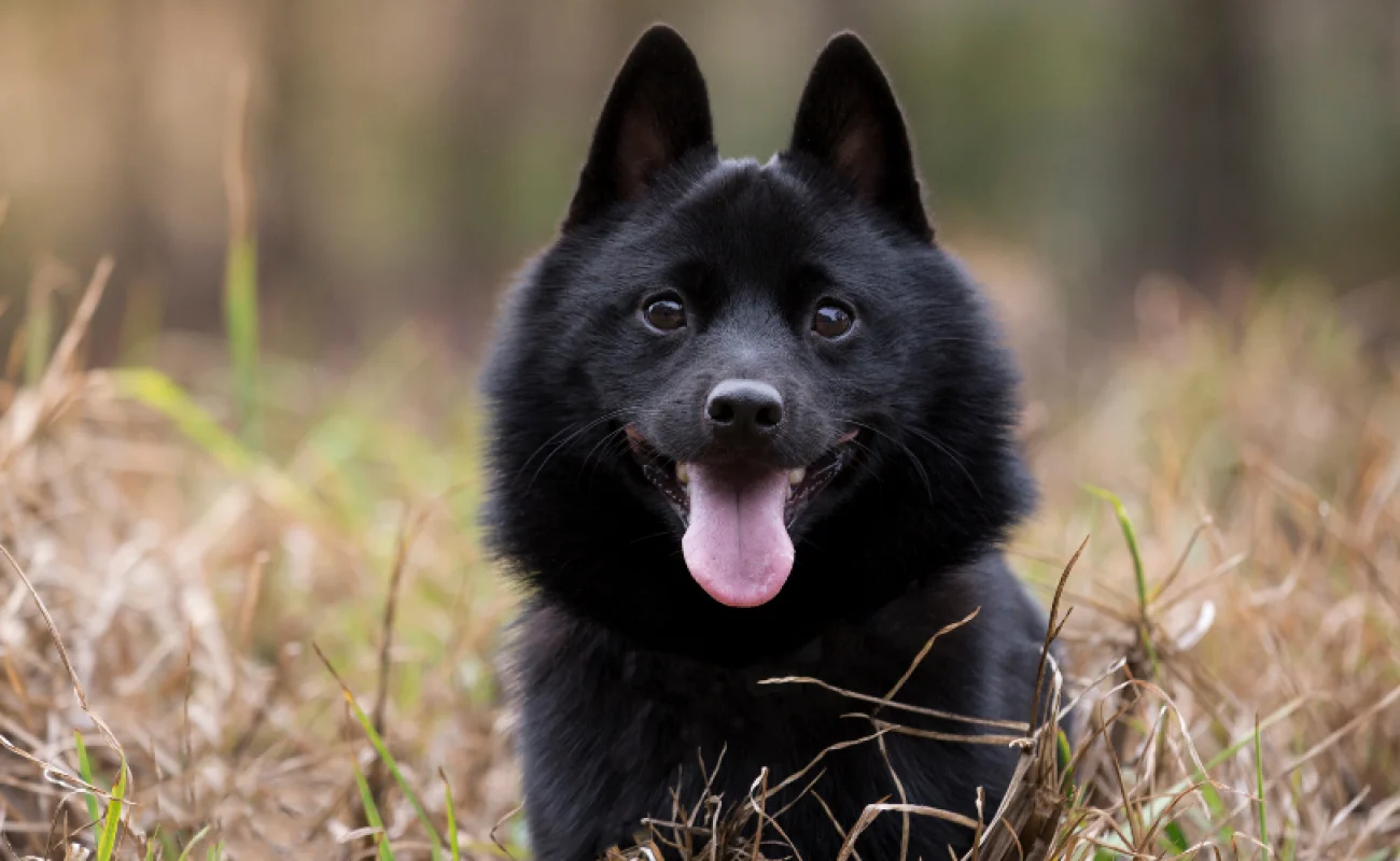 Hondenrassen: Schipperke Hondenrassen: Schipperke