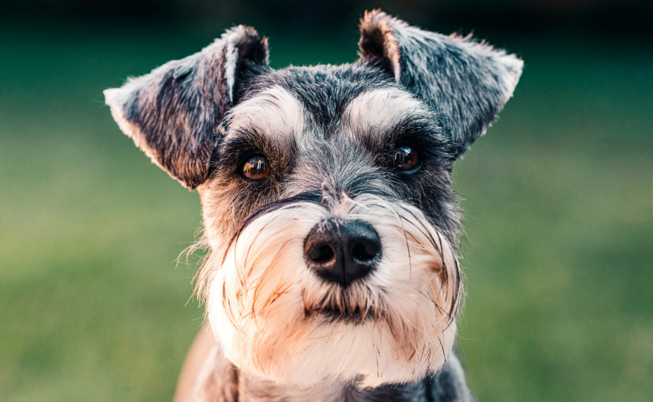 Hondenrassen: Schnauzer