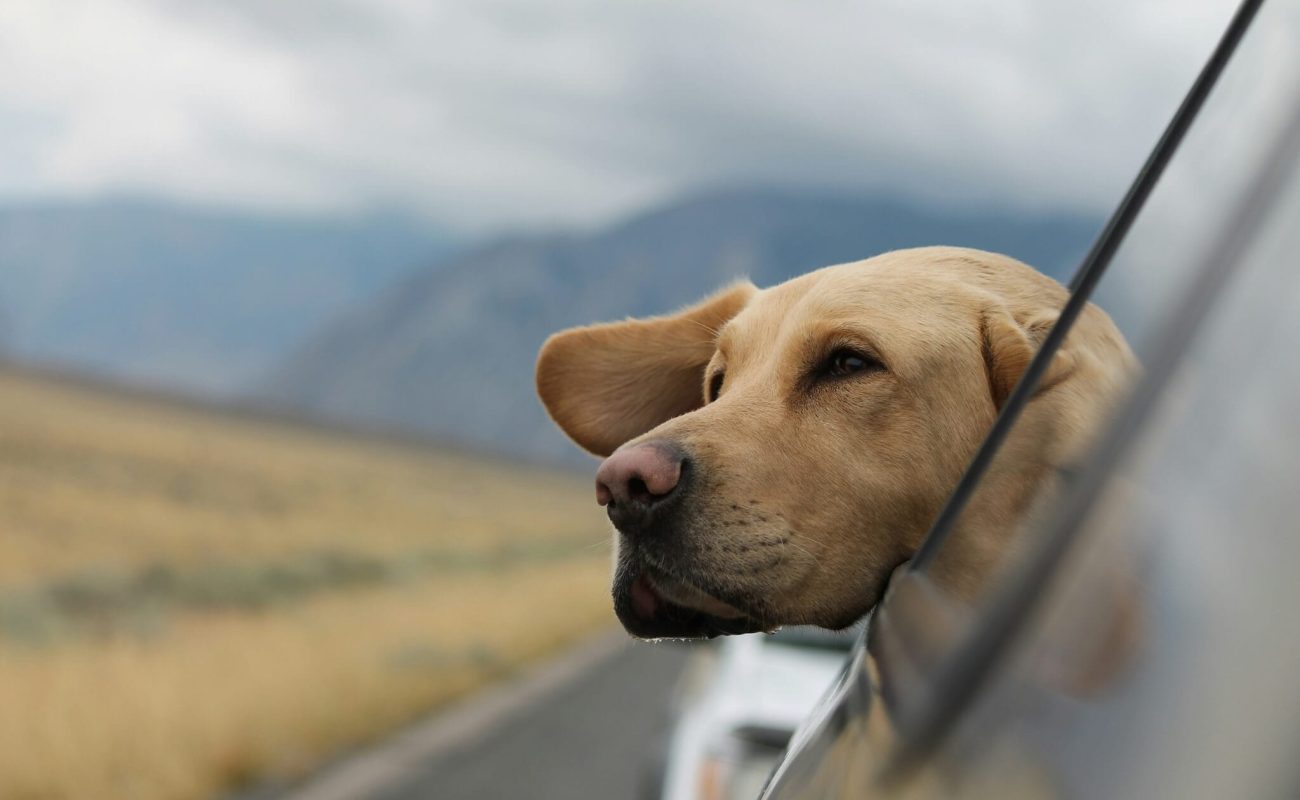Dit is de impact van waar je hond vandaan komt