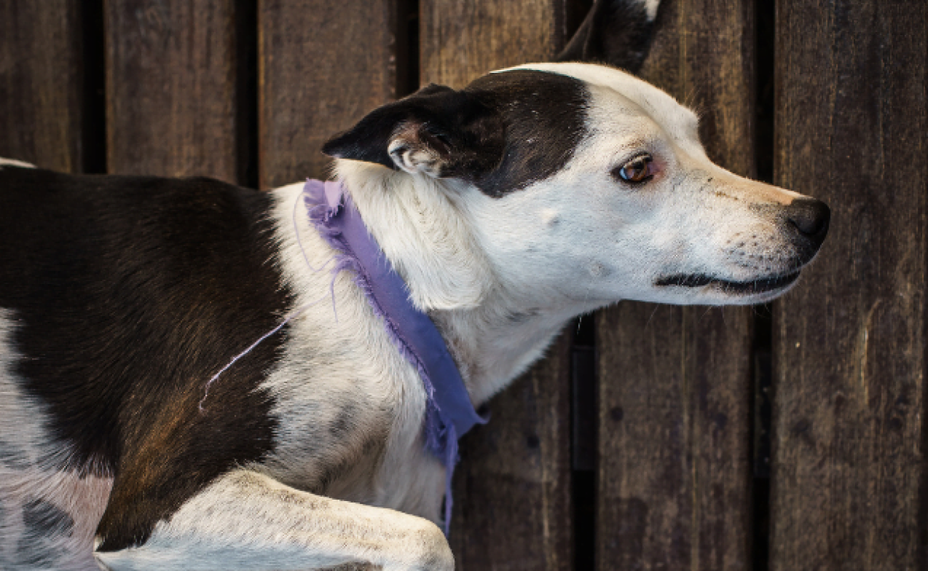 mag-je-hond-op-grond-drukken Mag je een hond tegen de grond drukken?