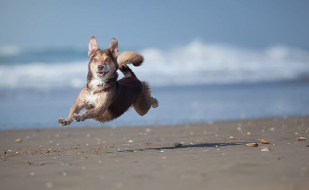 mijn-hond-is-overenthousiast Hond is overenthousiast