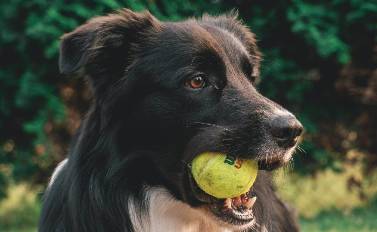 Balspelletjes voor honden: de nadelen