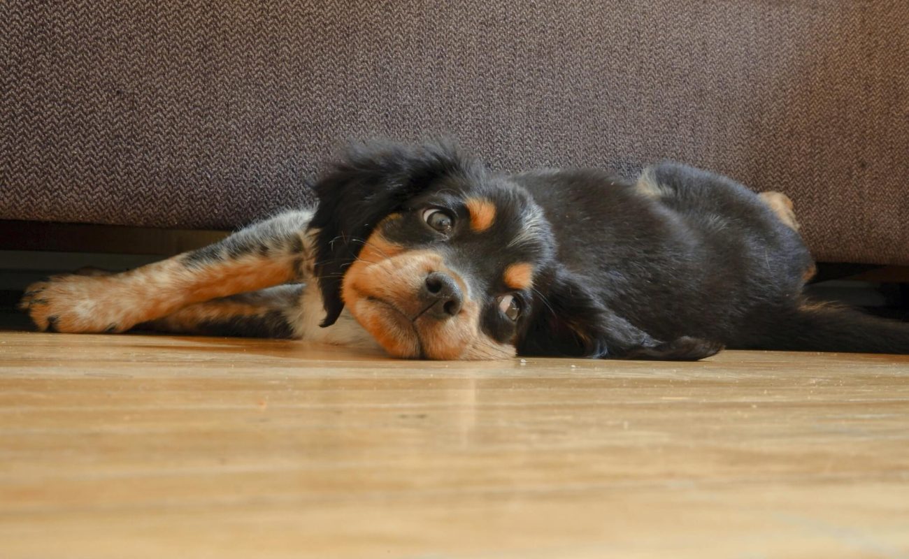 Net een nieuwe puppy in huis? Dit is hoe hij dat ervaart