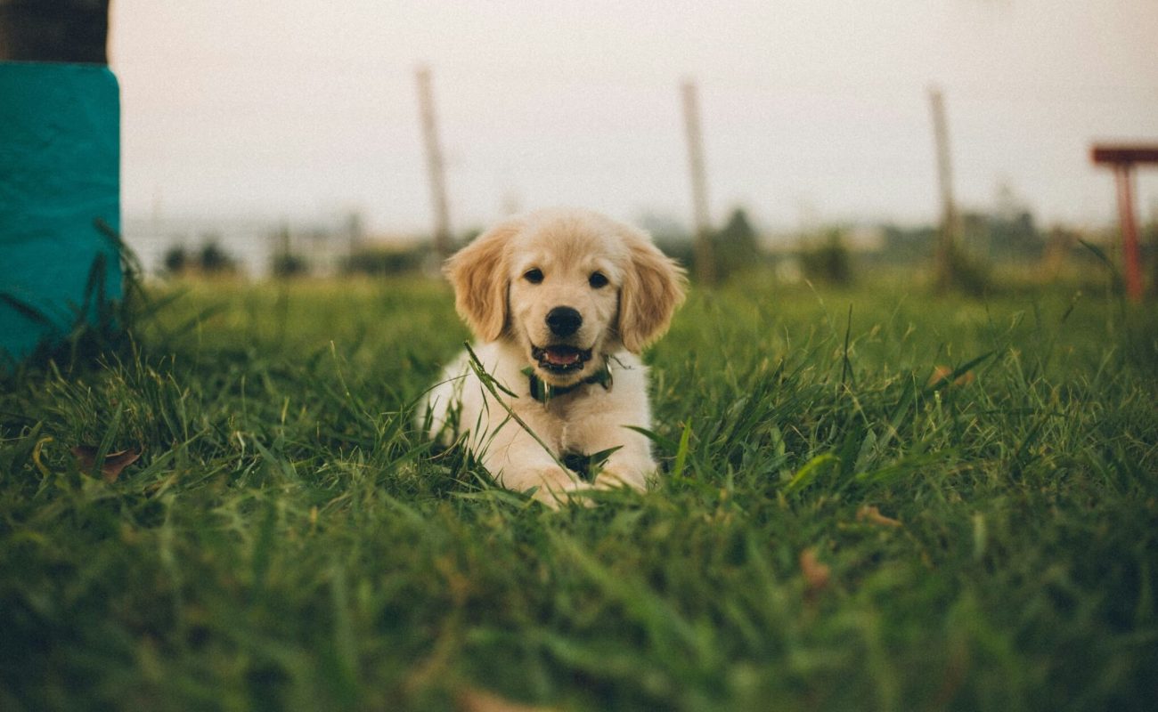 Hoe nuchterheid je kan helpen in de opvoeding van je hond