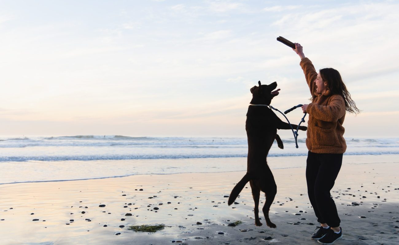 Opspringen hond afleren: hoe doe je dit?