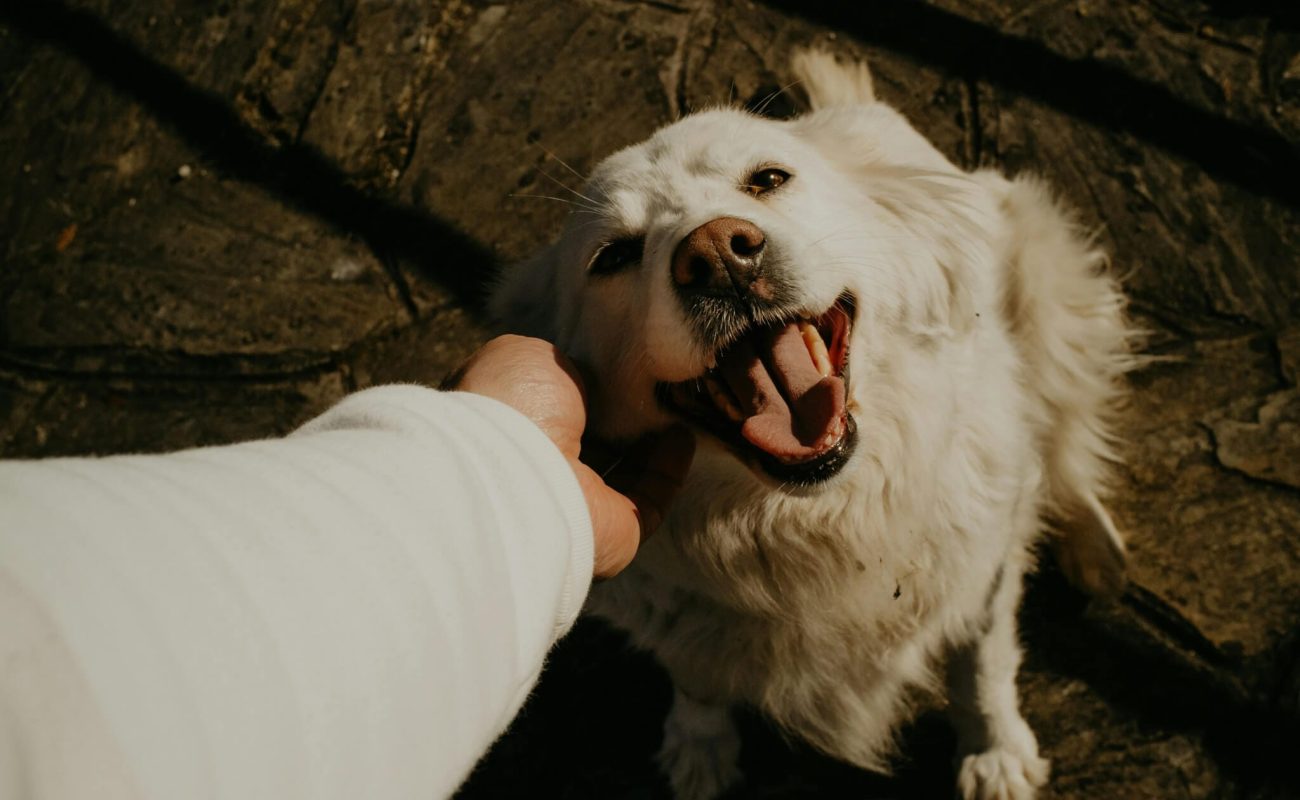 Hoe ontstaat probleemgedrag van mijn hond bij visite?