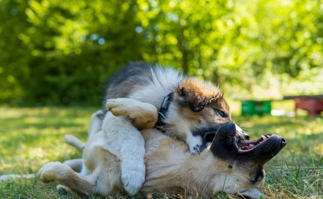Je pup en oudere hond samen met elkaar laten omgaan: hoe doe je dat?