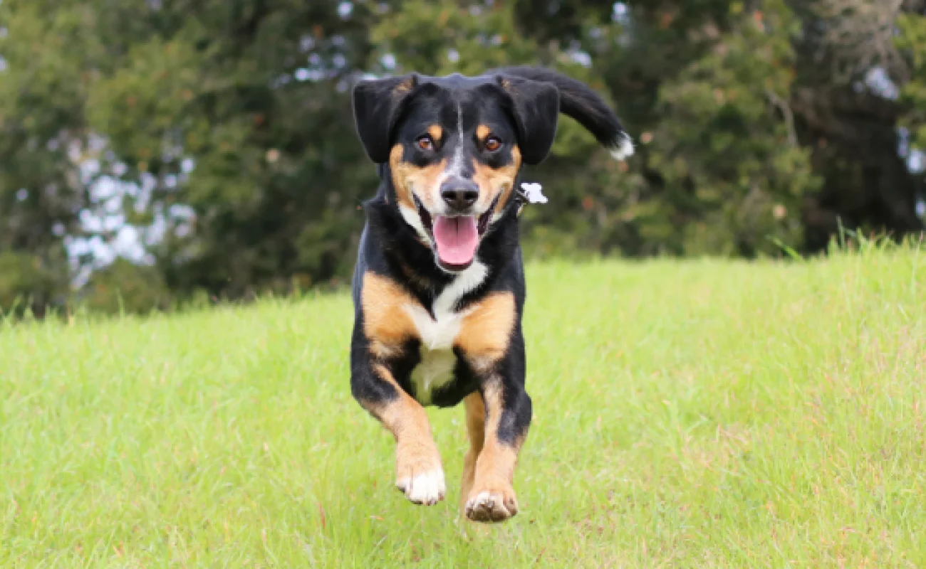 Rasgroep 2 - Pinchers, Schnauzers, Molossers en Sennenhonden