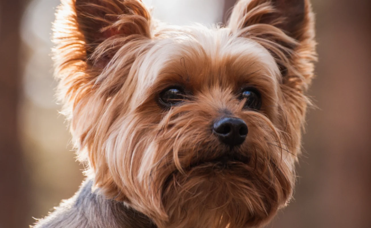 Rasgroep 3, Terriërs