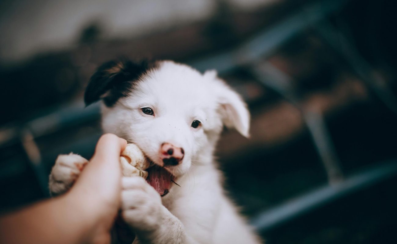 5 tips tegen puppybijten