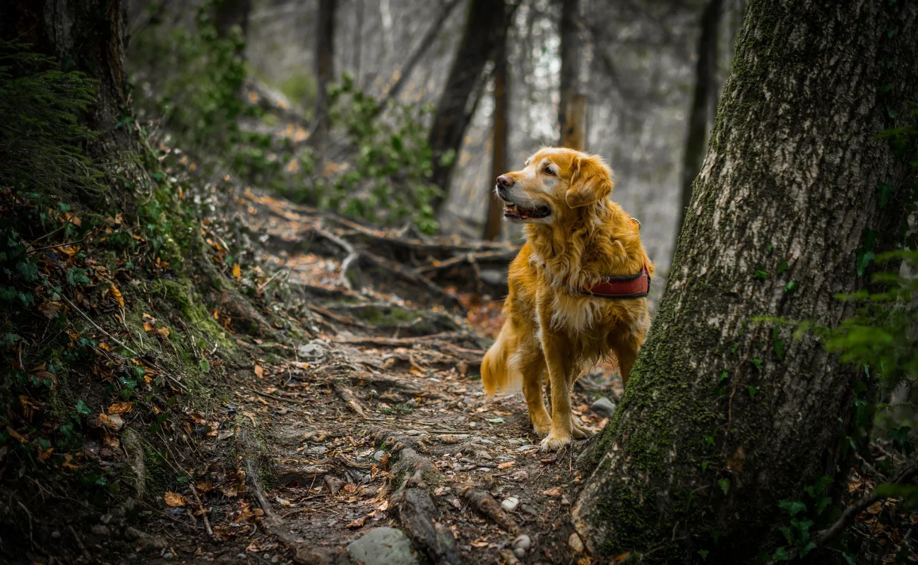 12 tips voor het trainen van je hond!