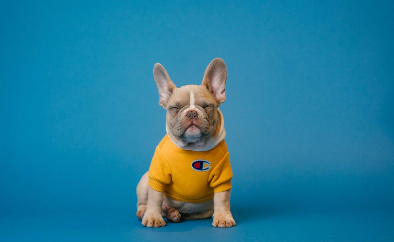 Het vermenselijken van je hond Het vermenselijken van je hond