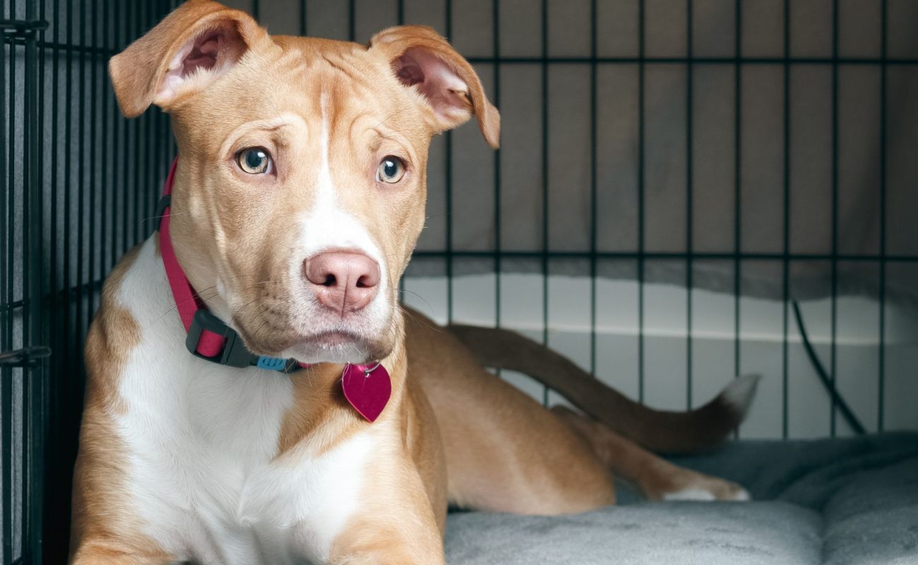 Waar moet puppy 's nachts slapen?