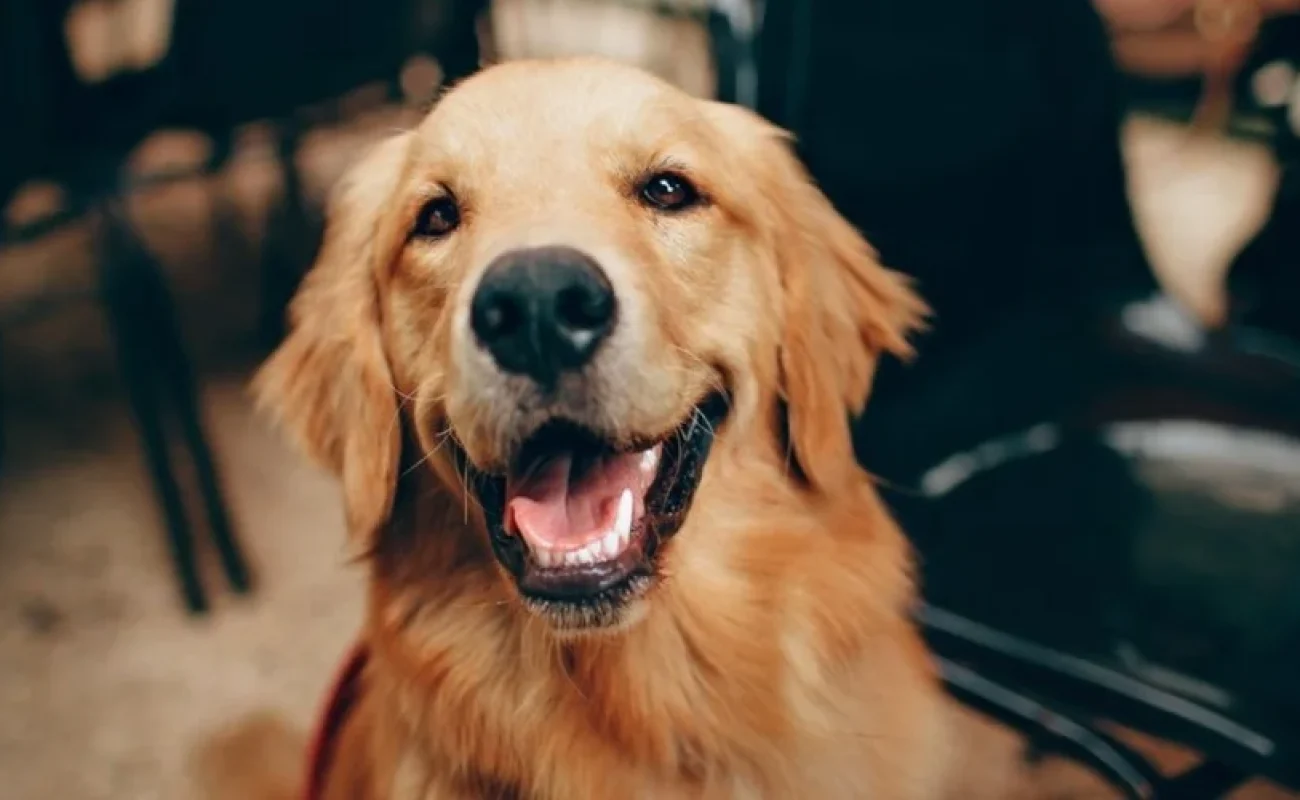 Waarom vertoond mijn hond dit gedrag?