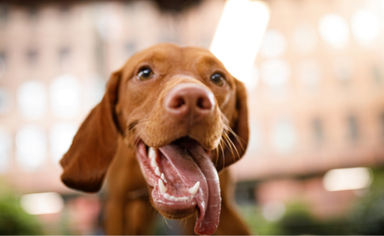 Wat betekent aangeleerde hyperactiviteit?