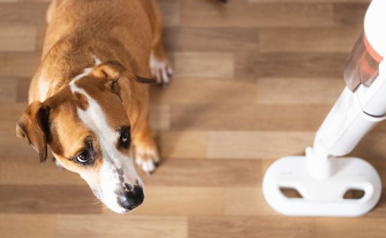 Wat betekent flooding in hondentraining?