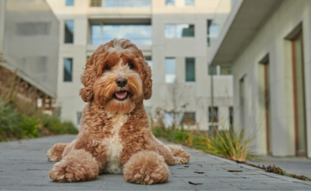 Wat betekent gemoedstoestand van honden?