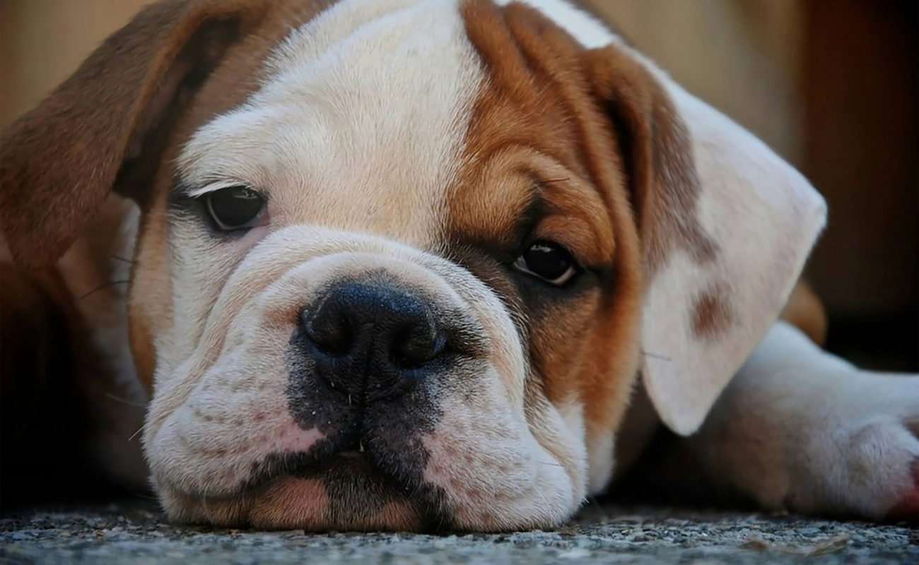 Wat heeft jouw hond vandaag nodig?