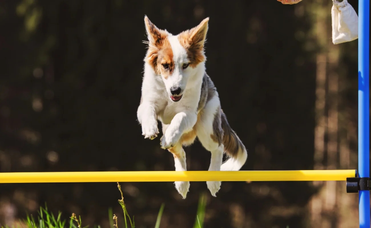 Wat is agility bij honden?