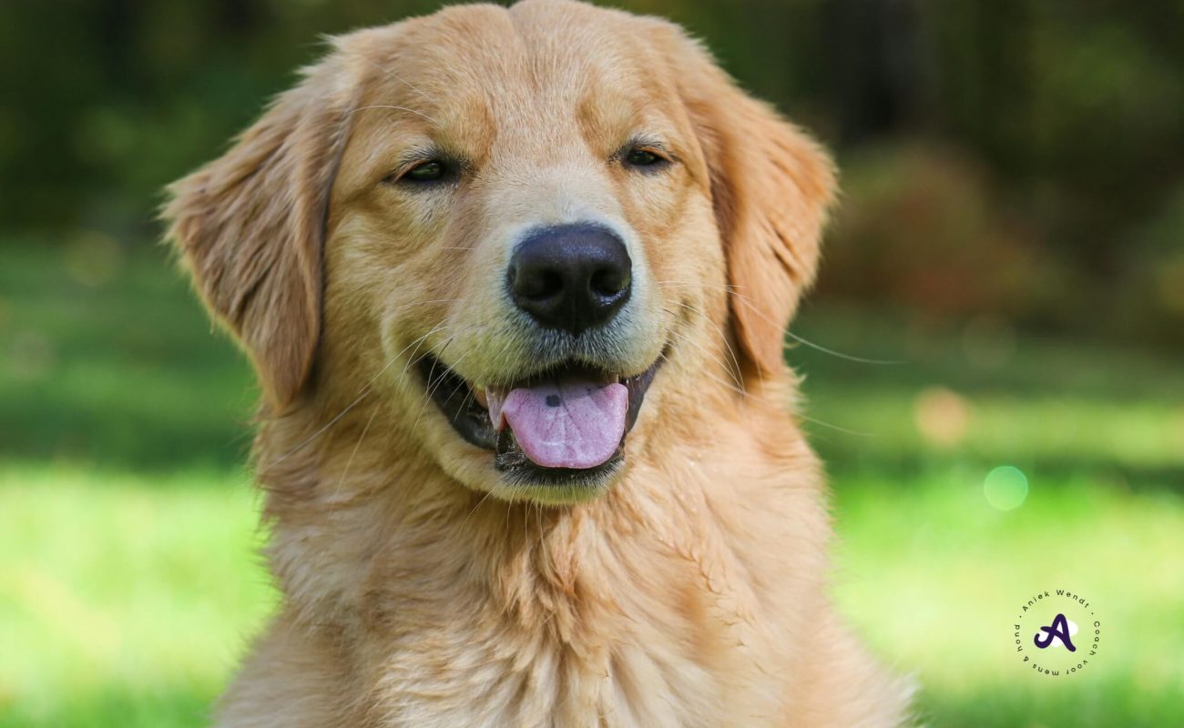 Beginnershonden: wat zijn dat voor honden en bestaan ze wel?