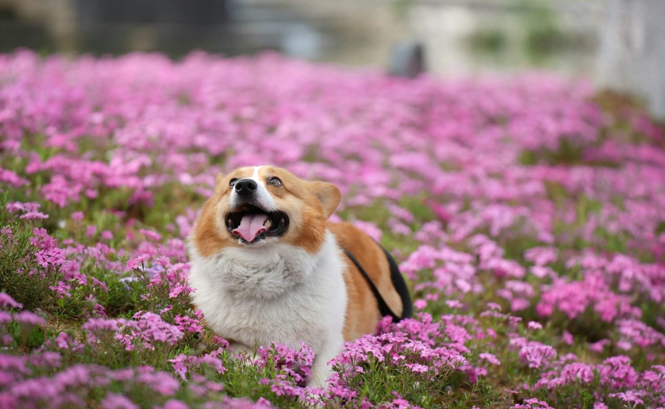 Wat is een doorschiethond en welk gedrag hoort daarbij?