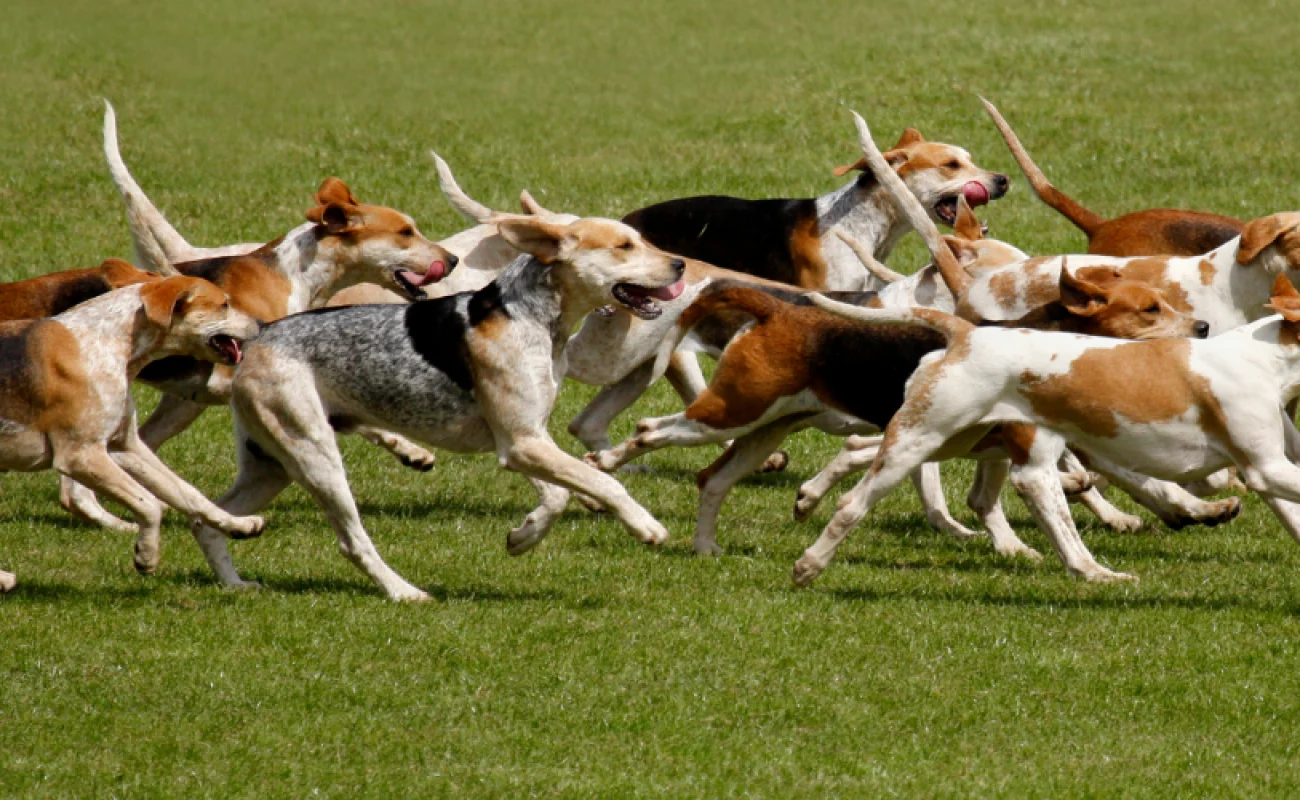 Wat is een rasgroep?